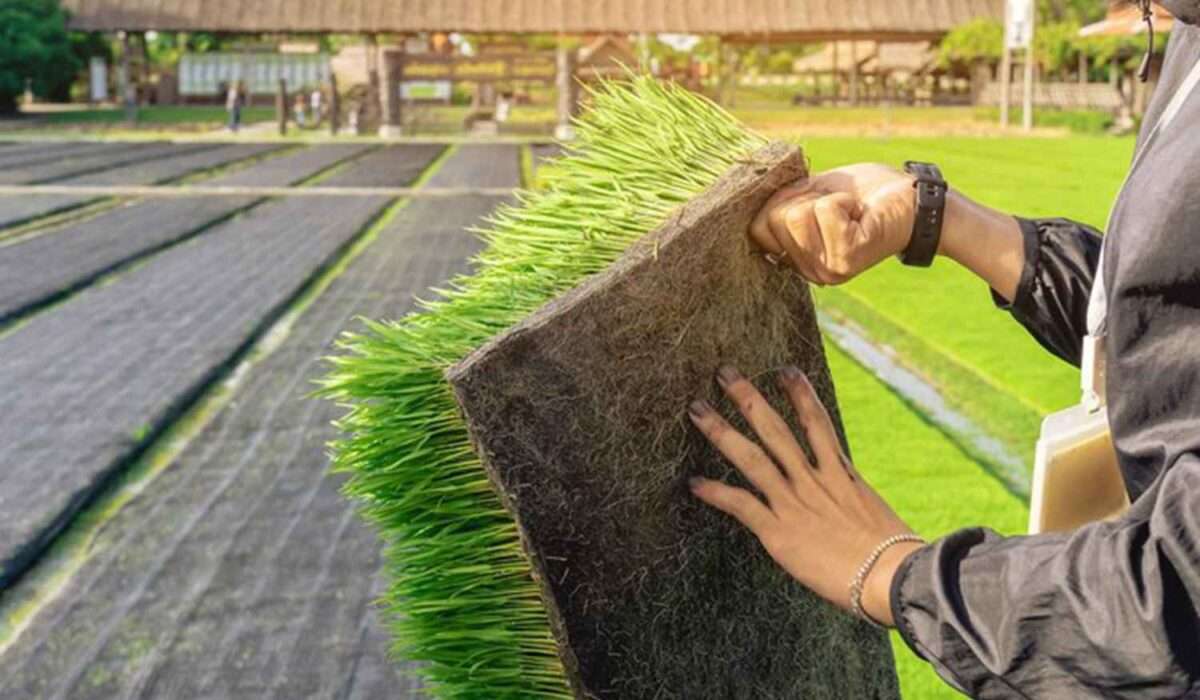 Artificial Turf Repairs in Glendale - Mr Clean Turf