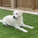 Pros and Cons of Artificial Grass for Dogs